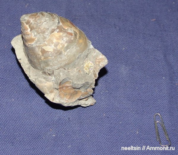 окаменелости, мел, острова, брюхоногие моллюски, Fossils, Cretaceous