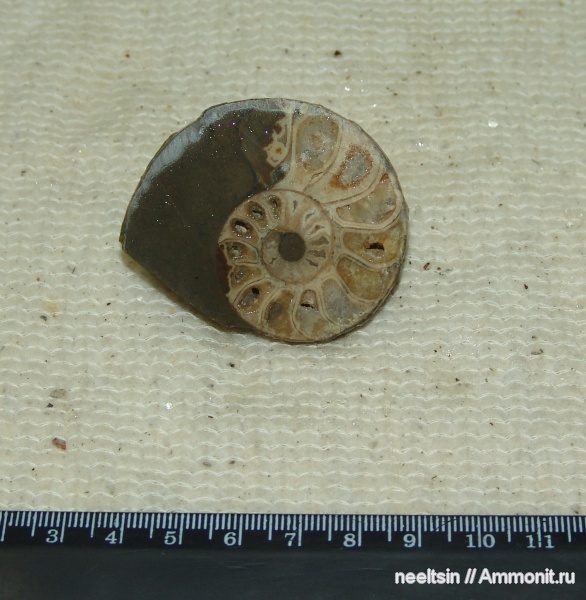 окаменелости, мел, острова, Fossils, Cretaceous