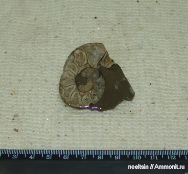 окаменелости, мел, острова, Fossils, Cretaceous
