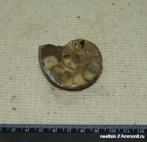 окаменелости, мел, острова, Fossils, Cretaceous
