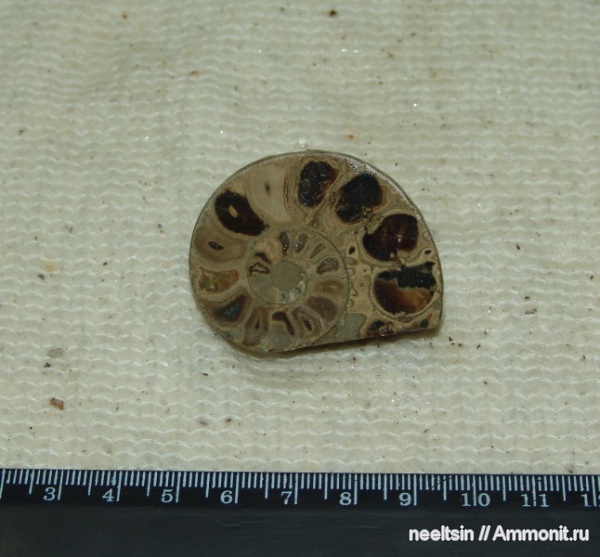 окаменелости, мел, острова, Fossils, Cretaceous