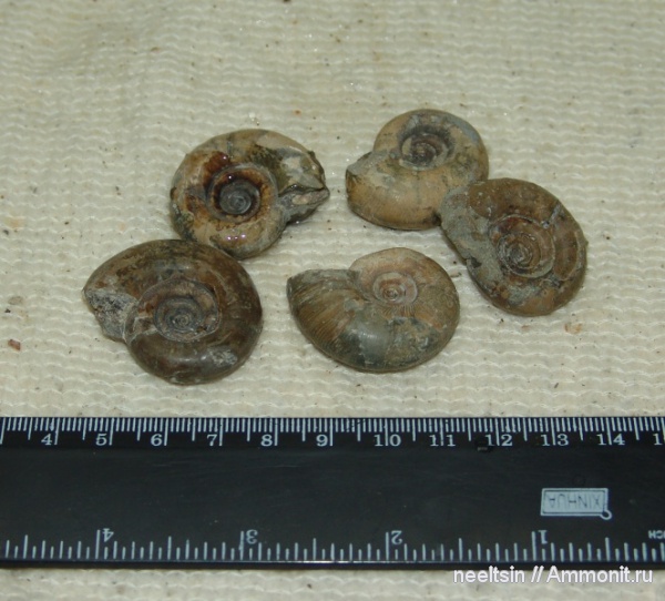 окаменелости, мел, острова, Fossils, Cretaceous