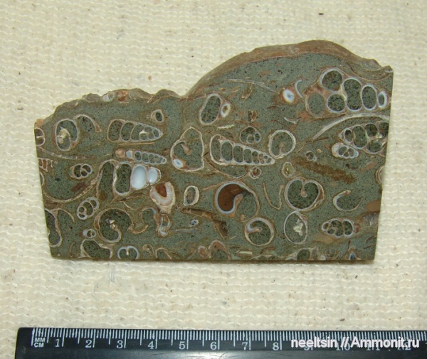 окаменелости, мел, острова, известняк, Fossils, Cretaceous