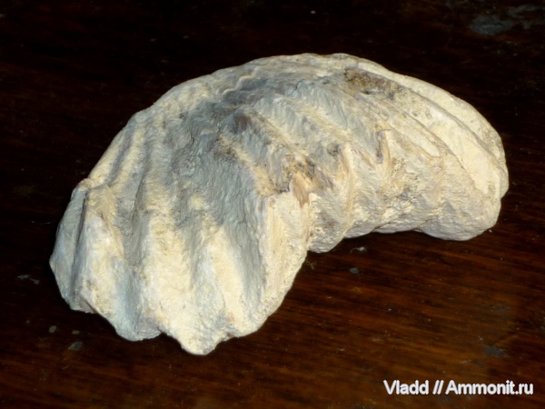 Rhynchonellida