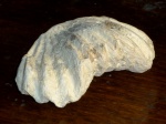Брахиопода Rhynchonellida