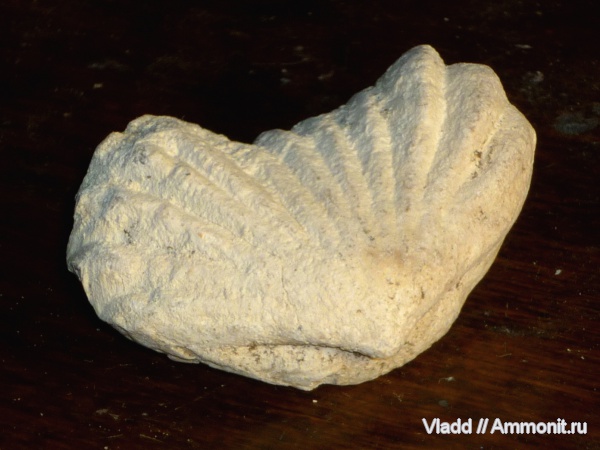 Rhynchonellida