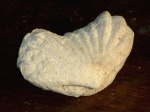 Брахиопода Rhynchonellida (обратная сторона)