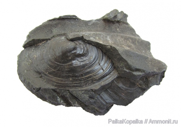 Berlieria