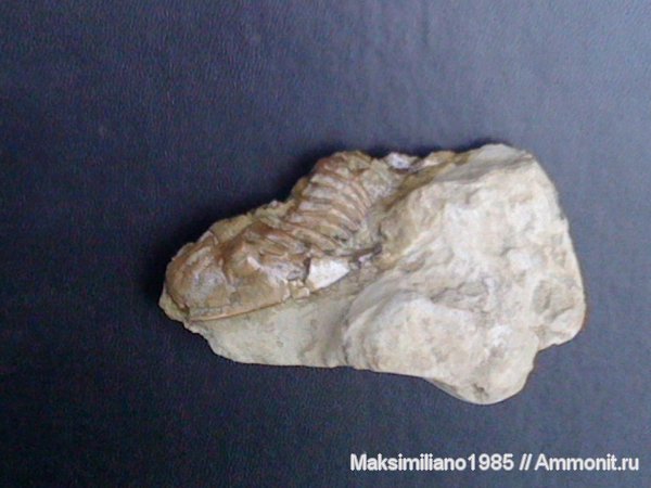 ордовик, Ordovician