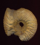 Polyptychites
