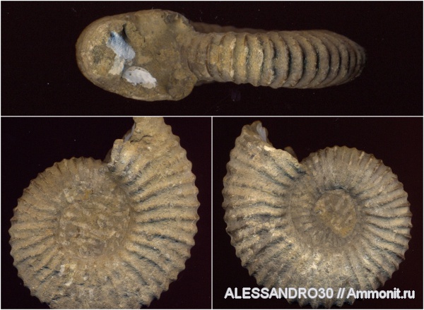 Pseudothurmannia
