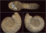 pseudoturmannta