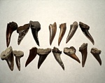Xiphodolamia ensis.