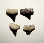 Xiphodolamia ensis.