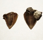 Anacorax kaupi