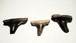 Macrorhizodus+Lamniformes indet.