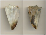 Otodus(Carcharocles) sokolowi