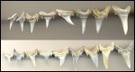 Jaekelotodus+Odontaspis