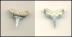 Jaekelotodus trigonalis