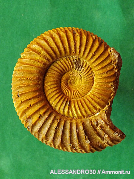 Perisphinctes