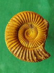 Perisphinctes