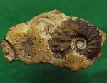 Shloenbachia varians