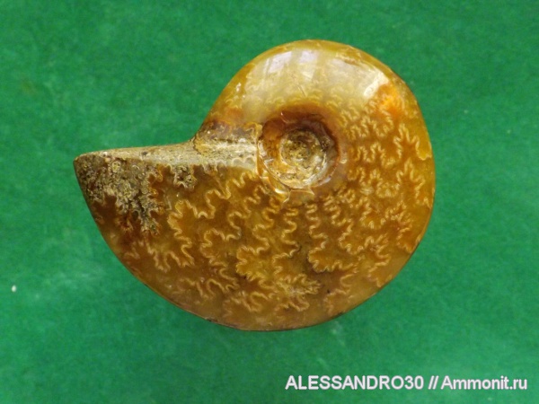 Cleoniceras