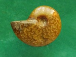 Аммонит Cleoniceras