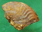 Anacibirites gracilis