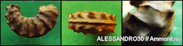 сеноман, Schloenbachia, Schloenbachia ventriosa, Cenomanian