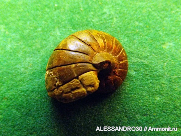 Cymatoceras