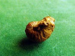 Cymatoceras 2