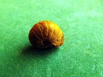 Cymatoceras 3