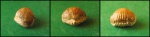 Cyclothyris baugasii