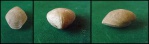 Concinnithyris albensis