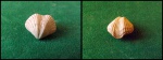 Gemmarcula humboldti