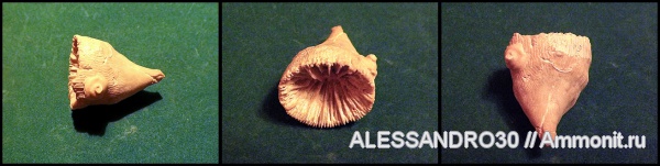 Smilotrochus, Scleractinia
