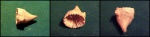Smilotrochus exavatus