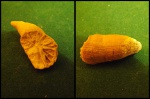 Smilotrochus panderosus