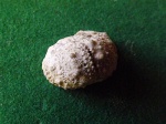 Salenia