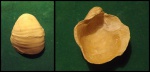 pycnodonte vesiculare