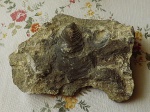 Меловая плитка с Inoceramus-ами