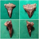 Otodus