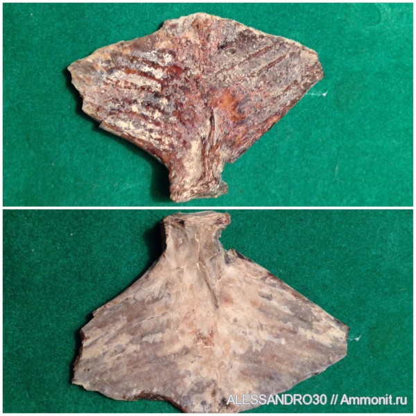 hypural