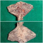 Hypural