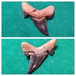 Otodus