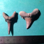 Jaekelotodus (?)