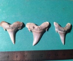 Jaekelotodus (?)