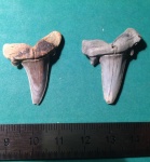 Striatolamia(?)