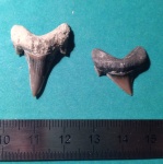 Otodus